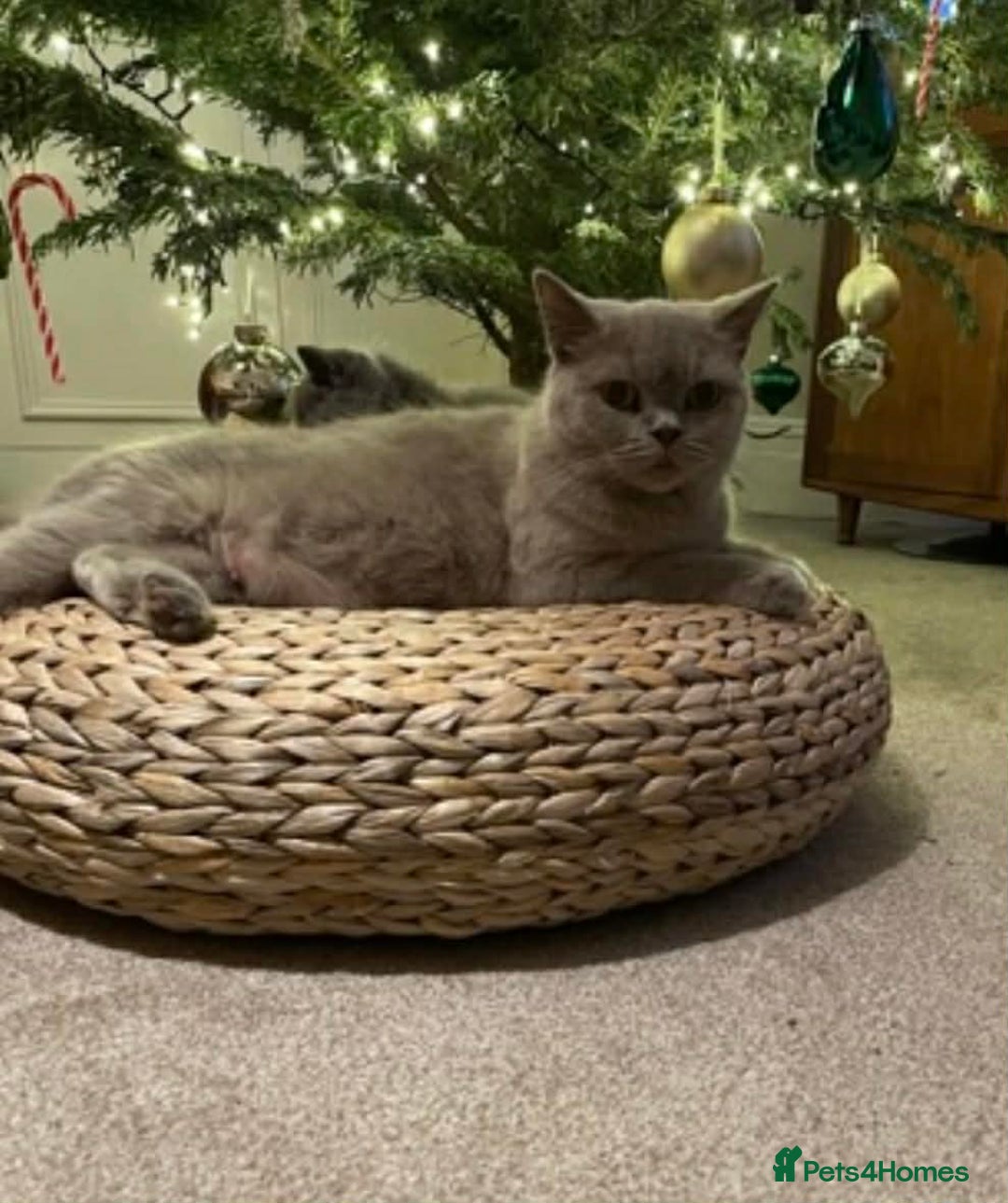 British Shorthair cats for sale: MY BELOVED BRITISH SHORTHAIR 7 YEARS OLD - Advert 3