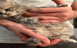 Scottish Fold cats for sale: Scottish fold and Scottish straight kitten - Advert 9