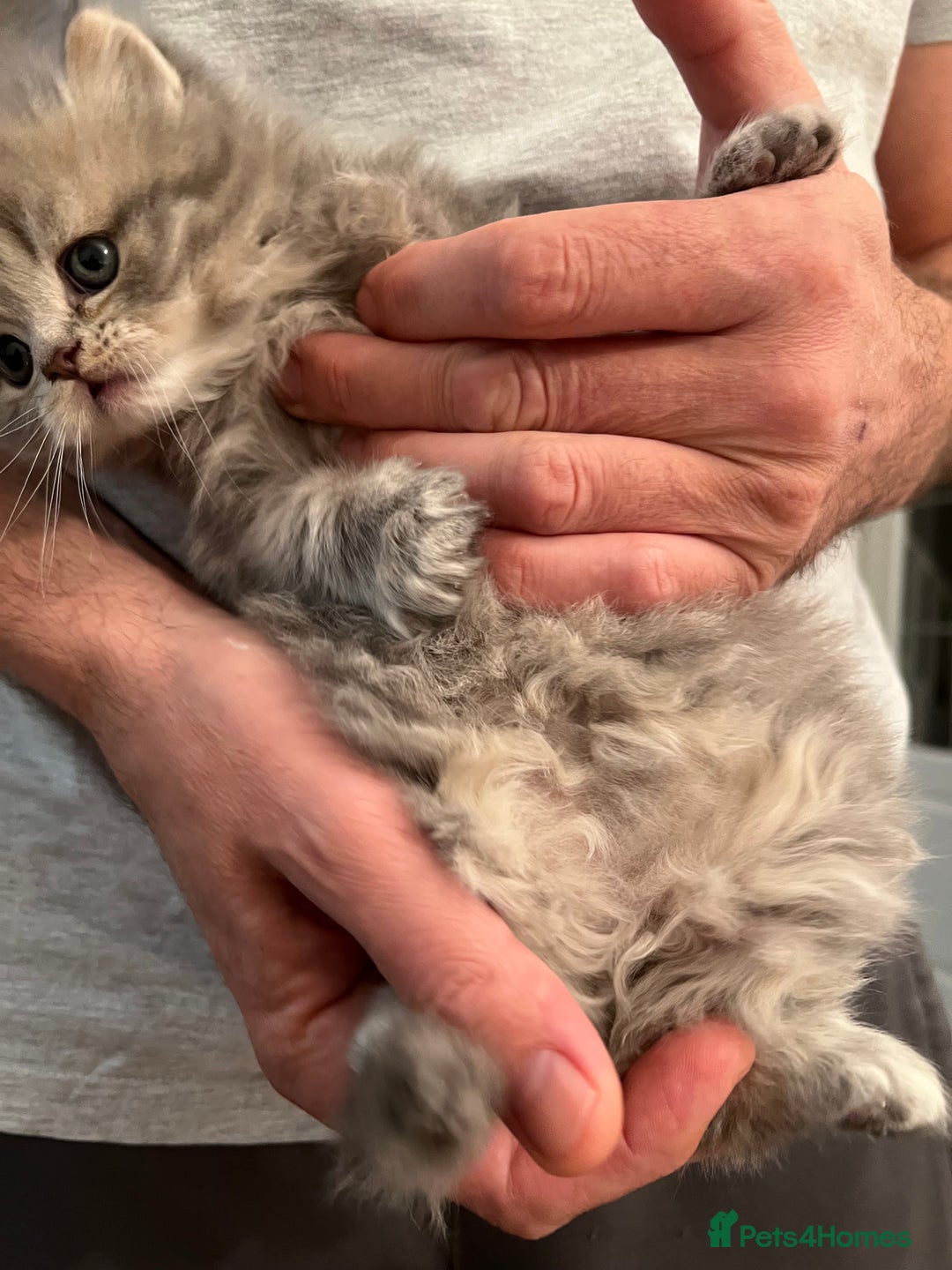 Scottish Fold cats for sale: Scottish fold and Scottish straight kitten - Advert 9