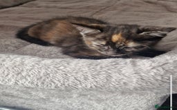 British Longhair cats for sale: 9 weeks old kitten looking for loving home - Image 7