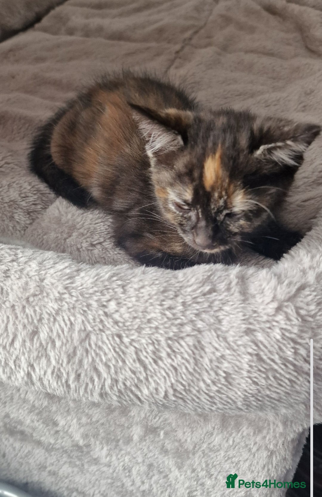 British Longhair cats for sale: 9 weeks old kitten looking for loving home - Image 7