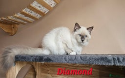 Ragdoll cats for sale: Only 2 girls left,Champion blood, TICA kittens in Nelson - Image 11