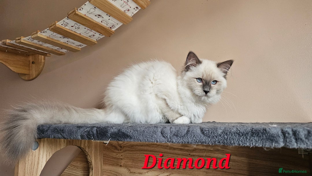 Ragdoll cats for sale: Only 2 girls left,Champion blood, TICA kittens in Nelson - Image 11