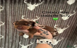 Dachshund dogs for sale: Tweenie dachshund puppies  - Image 9