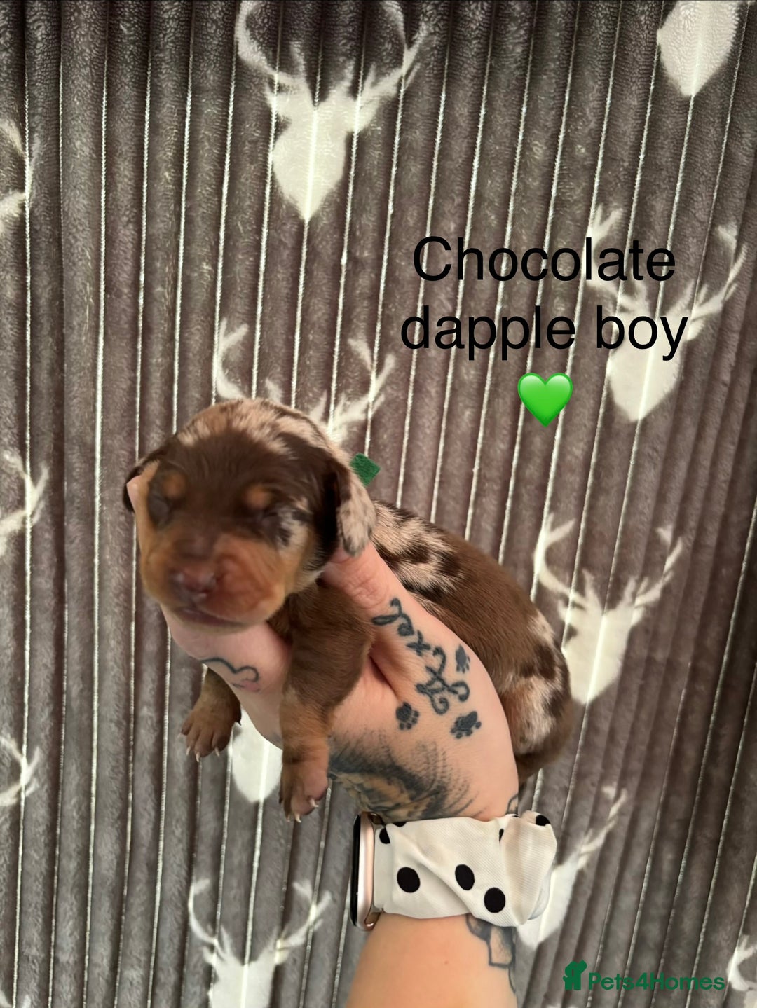 Dachshund dogs for sale: Tweenie dachshund puppies  - Image 9