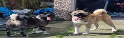 Akita dogs for sale: Akita pups ready  - Advert 6