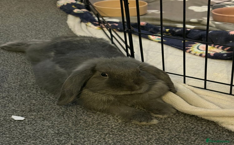 Mini Lop rabbits - Advert 16