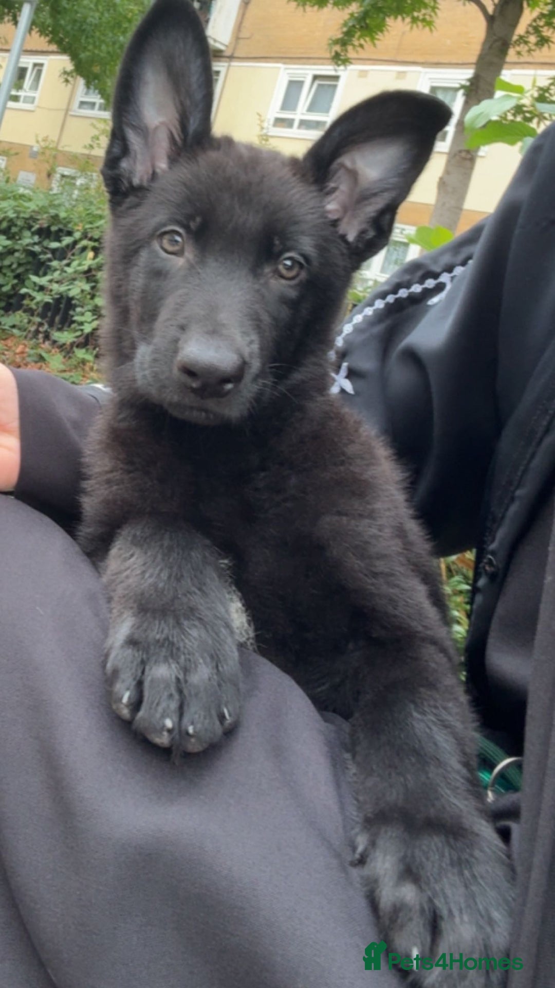 German Shepherd dogs for sale: German Shepherd 🐾🐕‍🦺 - Image 1