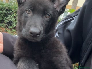 German Shepherd dogs - Advert 27