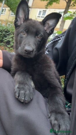 German Shepherd dogs - Advert 24