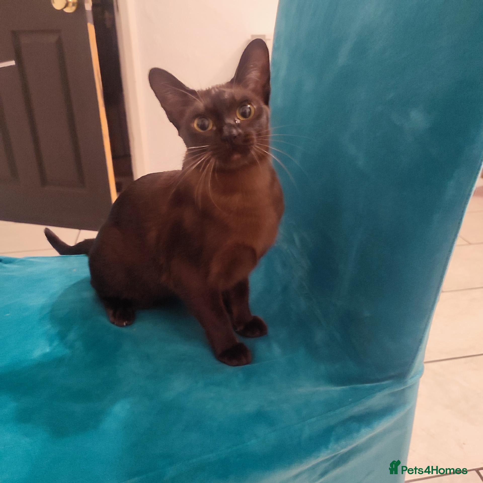 Burmese cats Beautiful Burmese girl for sale - Advert 1