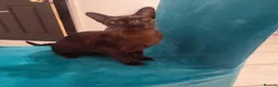 Burmese cats for sale: Beautiful Burmese girl for sale - Advert 1