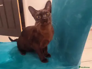 Burmese cats Beautiful Burmese girl for sale - Advert 1
