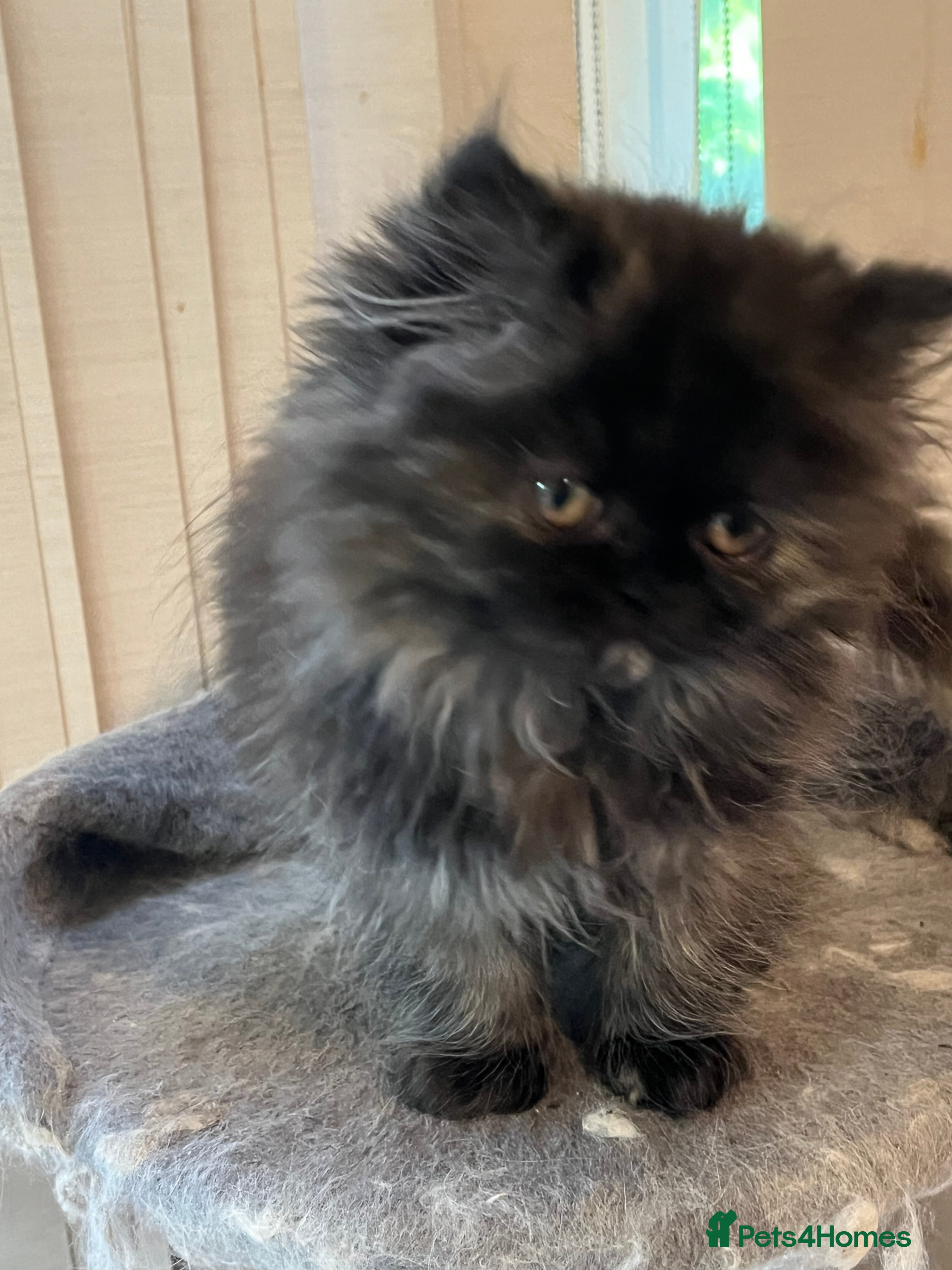 Persian cats Beautiful Persian kittens - Advert 2