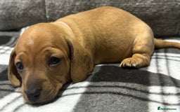 Miniature Dachshund dogs for sale: Beautiful KC Reg Miniature Dachshund Puppies - Image 16