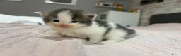 Mixed Breed cats for sale: Gorgeous Mainecoon x Bengal - Advert 13