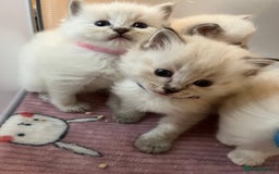 Ragdoll cats for sale: Beautiful pure ragdoll kittens  - Advert 21