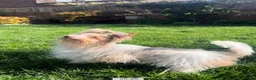 Biewer Terrier dogs for sale: Rare coloured Biewer Terriers - Advert 14