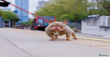 American Bully dogs - Advert 4