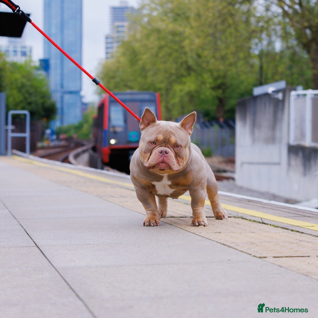 American Bully dogs for stud: ZEEK DA FREAK  - Image 3