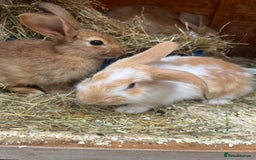 Mixed Breed rabbits for sale: Bunnies looking for a forever home! - Image 1