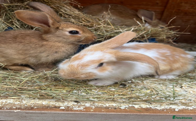 Mixed Breed rabbits - Advert 1