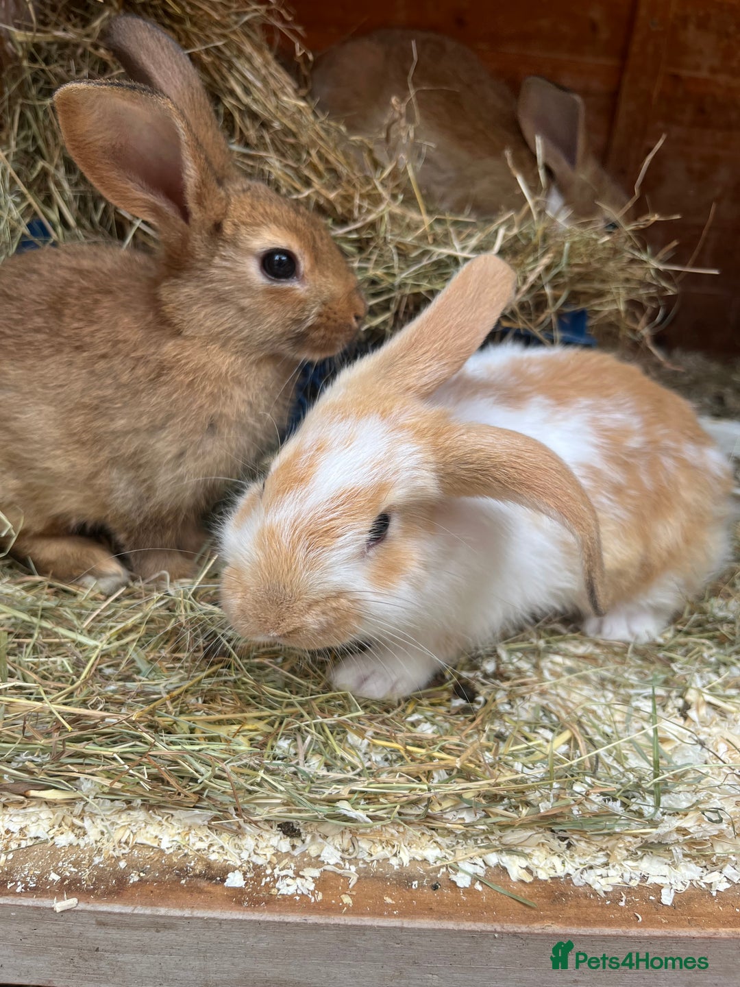 Mixed Breed rabbits for sale: Bunnies looking for a forever home! - Image 1