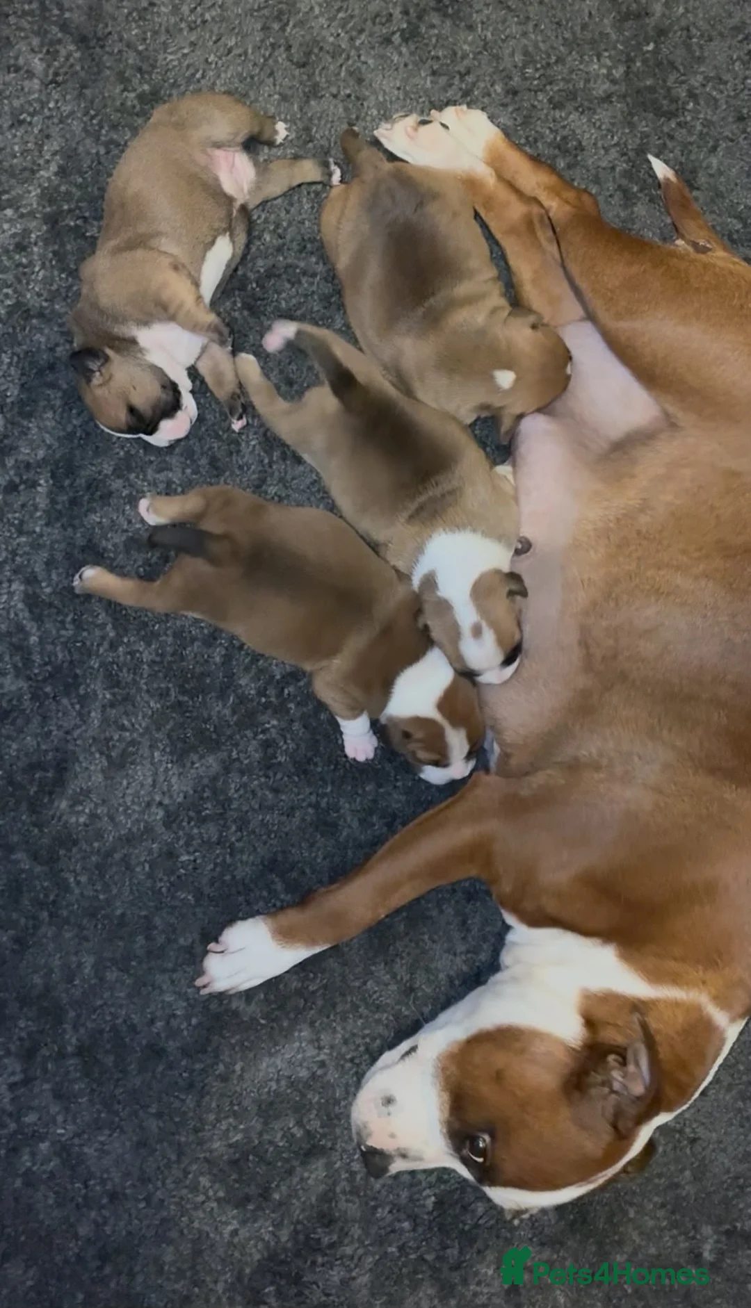 Staffordshire Bull Terrier dogs for sale: Top quality red and white sbt puppies in Liverpool - Advert 10