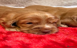Cocker Spaniel dogs for sale: Show cocker spaniel pups - Image 9