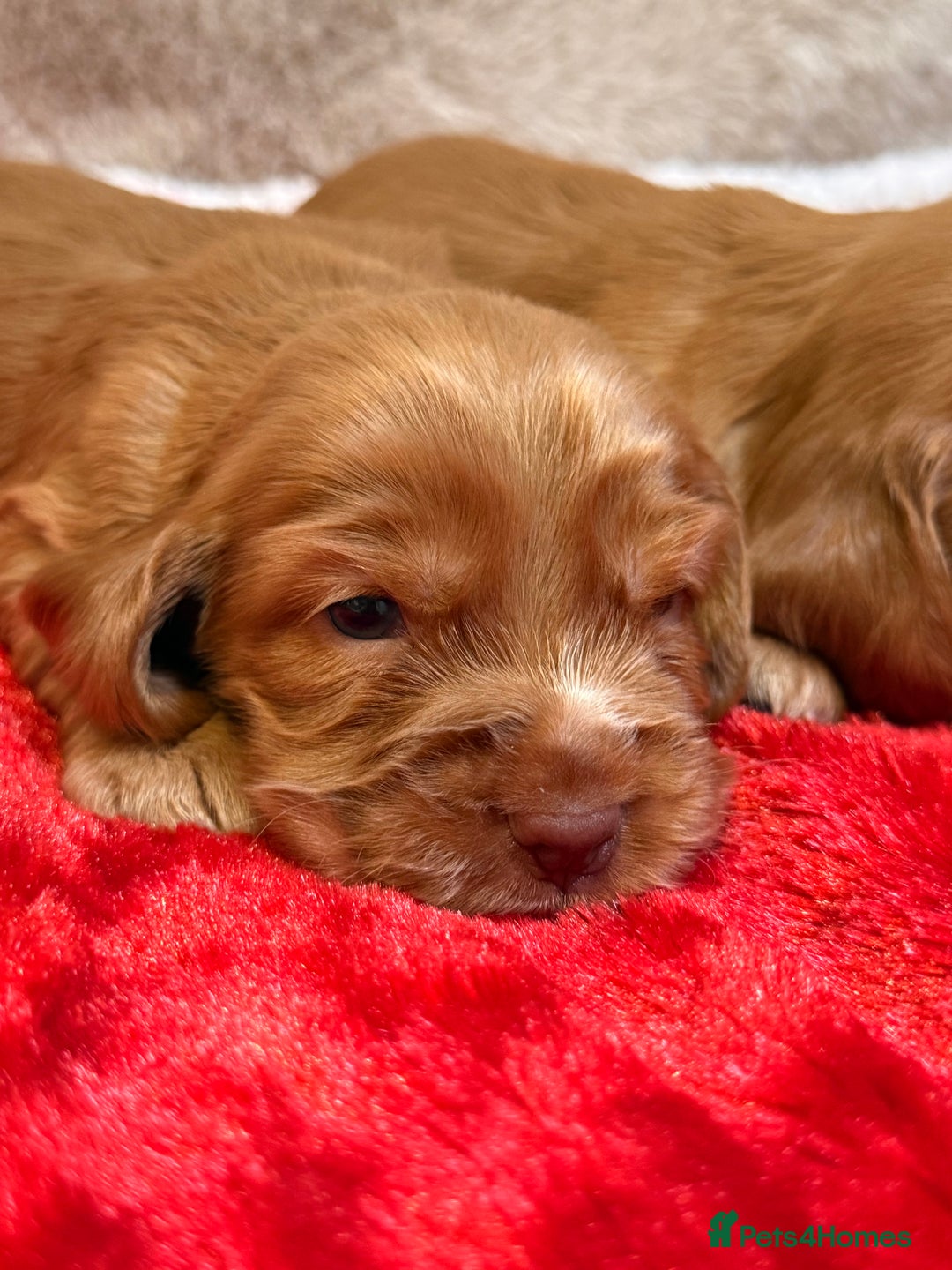Cocker Spaniel dogs for sale: Show cocker spaniel pups - Image 9