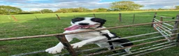 Smooth Collie dogs for sale: Female  - Advert 4