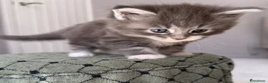 Maine Coon Kitten 1