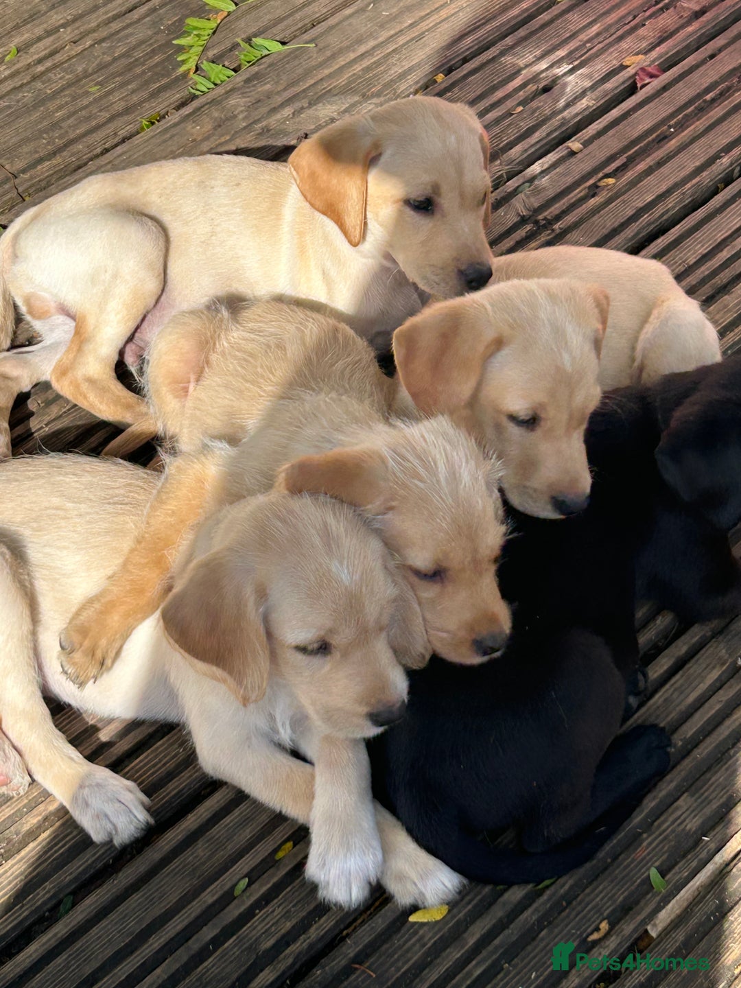 Mixed Breed dogs for sale: 3/4 Labrador 1/4 German wire hair pointer  - Image 4