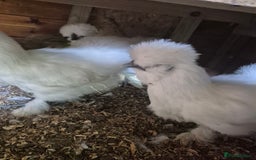 Chickens poultry for sale: Bearded silkies for sale - Image 6