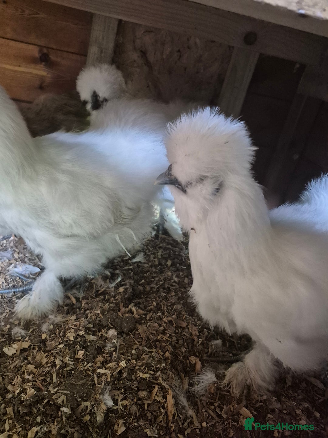 Chickens poultry for sale: Bearded silkies for sale - Image 6