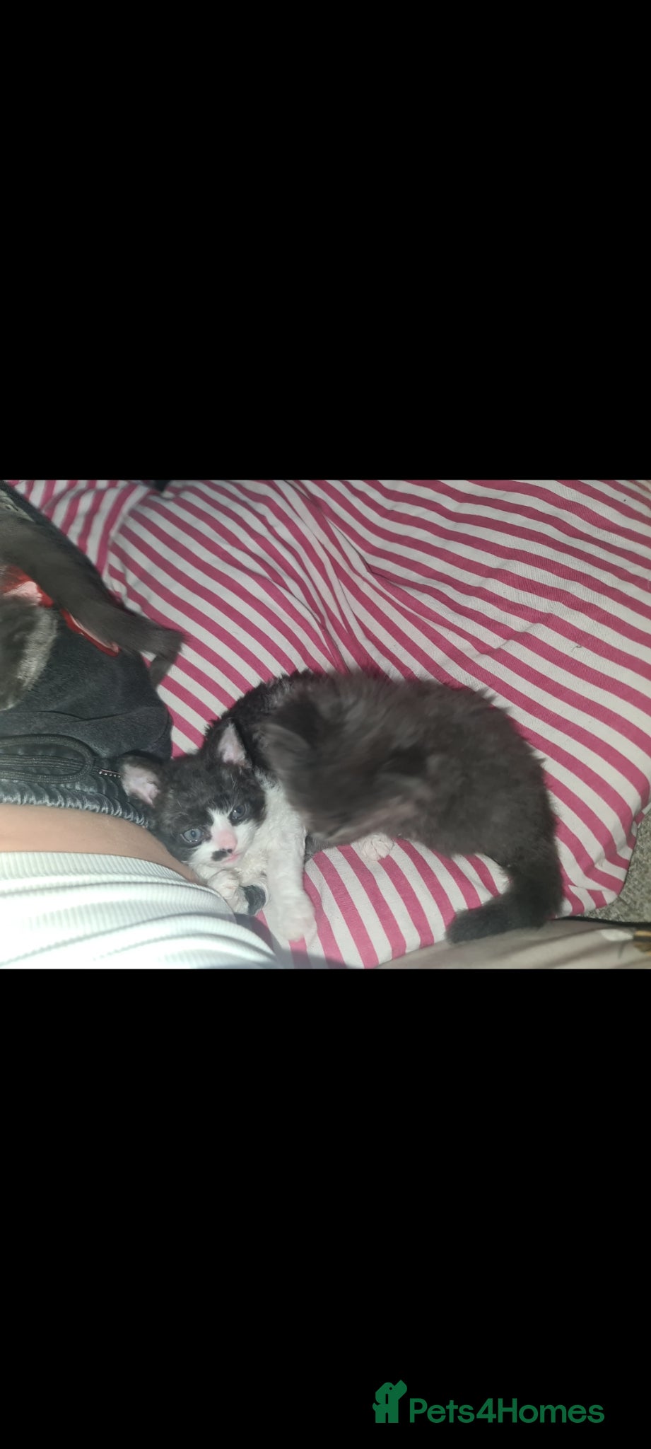 Mixed Breed cats for sale: Fabulous trio  - Advert 5