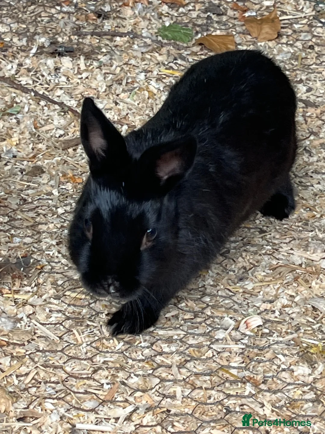 Netherland Dwarf rabbits for sale: 3 male Netherland Dwarfs. 11 weeks old.  - Advert 2