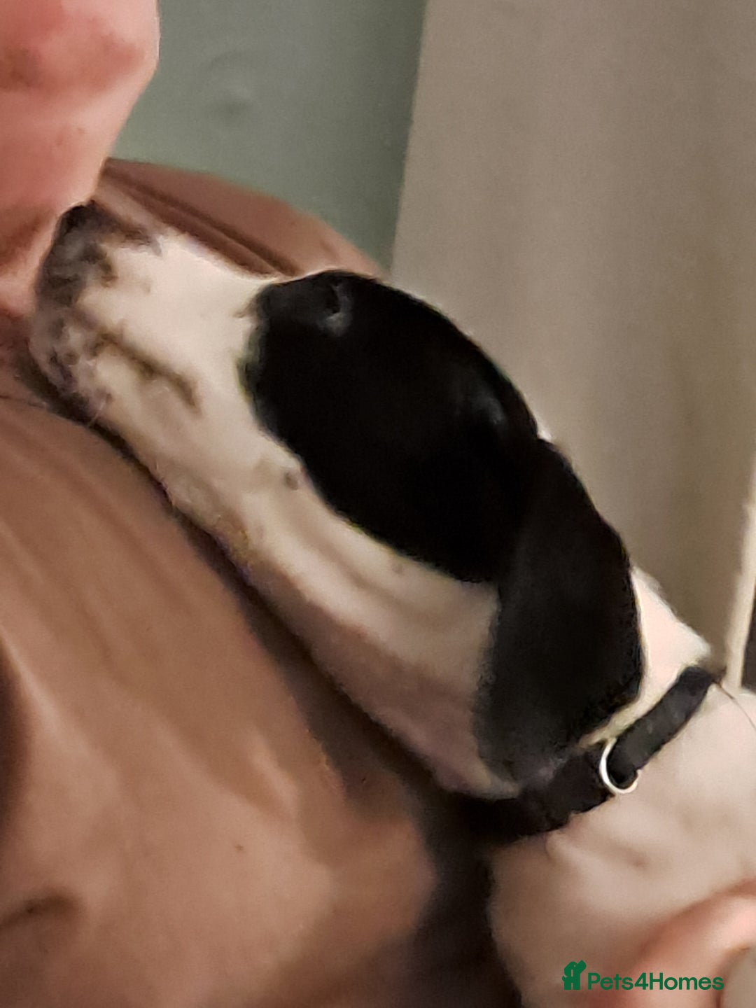 Mixed Breed dogs for sale: Lurcher x jackapoo  pups - Advert 9