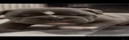 Olde English Bulldogge dogs for sale: Olde English bulldogs litter EXCEPTIONAL - Advert 13