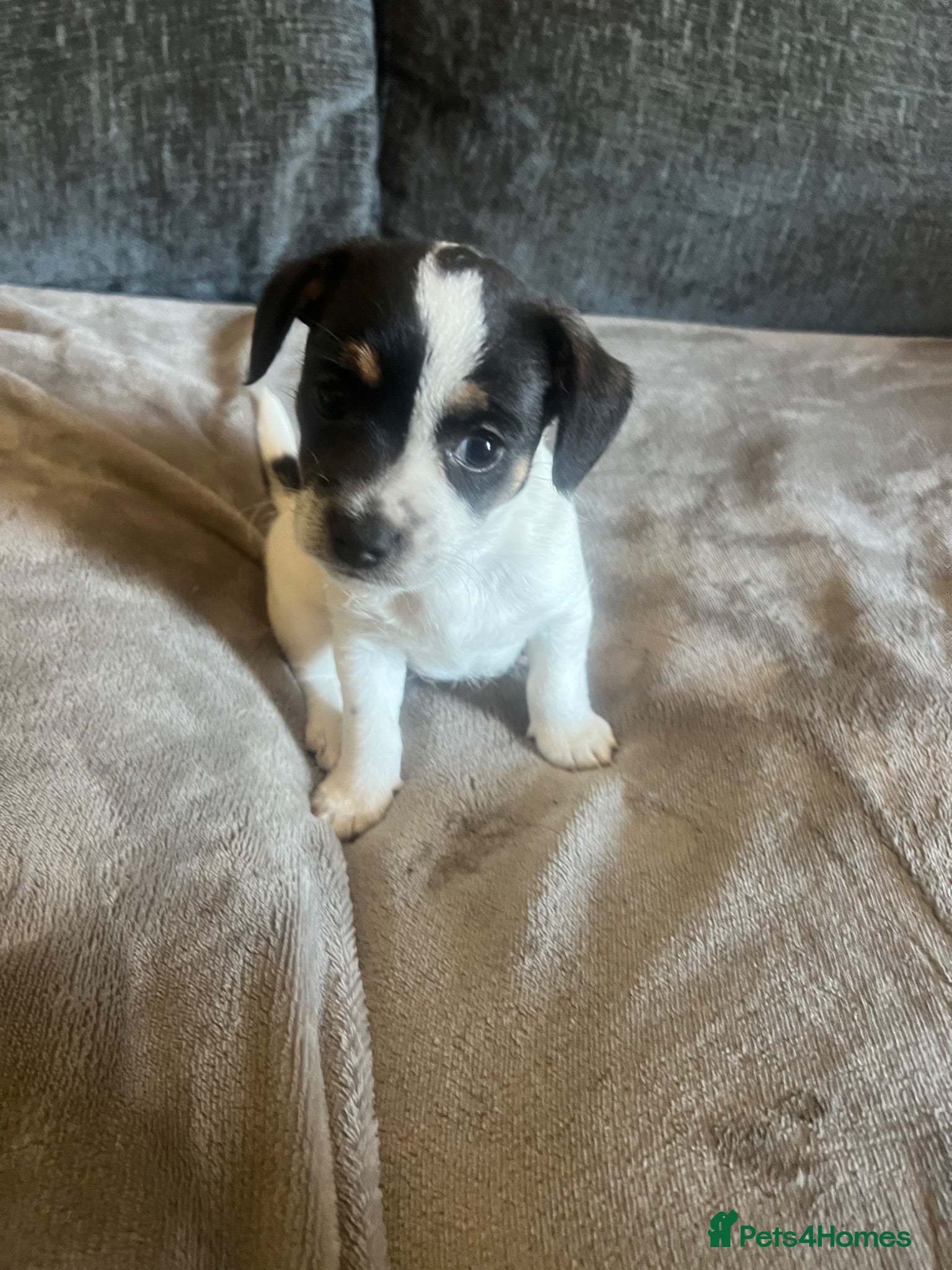 Mixed Breed dogs 2 tiny boys. Chihuahua X terrier x Chihuahua pups - Advert 5