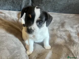 Mixed Breed dogs 2 tiny boys. Chihuahua X terrier x Chihuahua pups - Advert 5