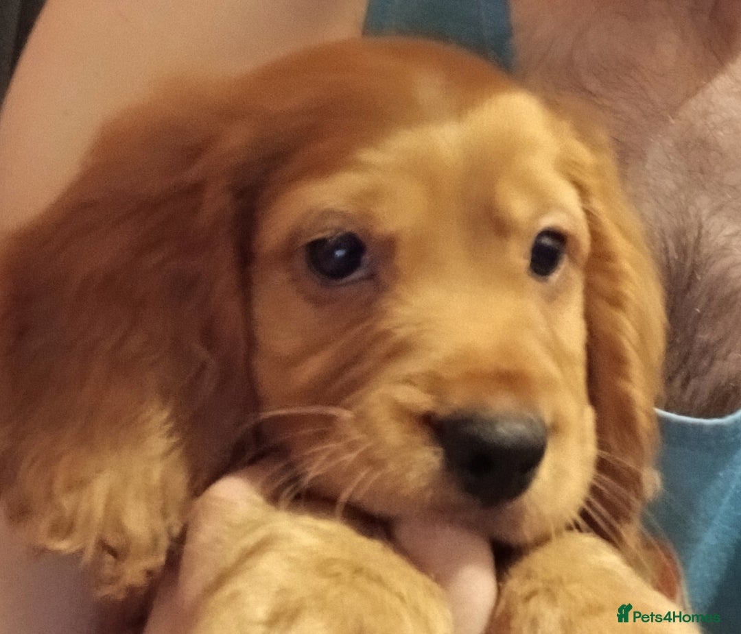 Cocker Spaniel dogs for sale: 2 cocker spaniel puppies left  - Advert 2