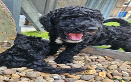 Cockapoo dogs for sale: Cockapoo boys  - Image 18