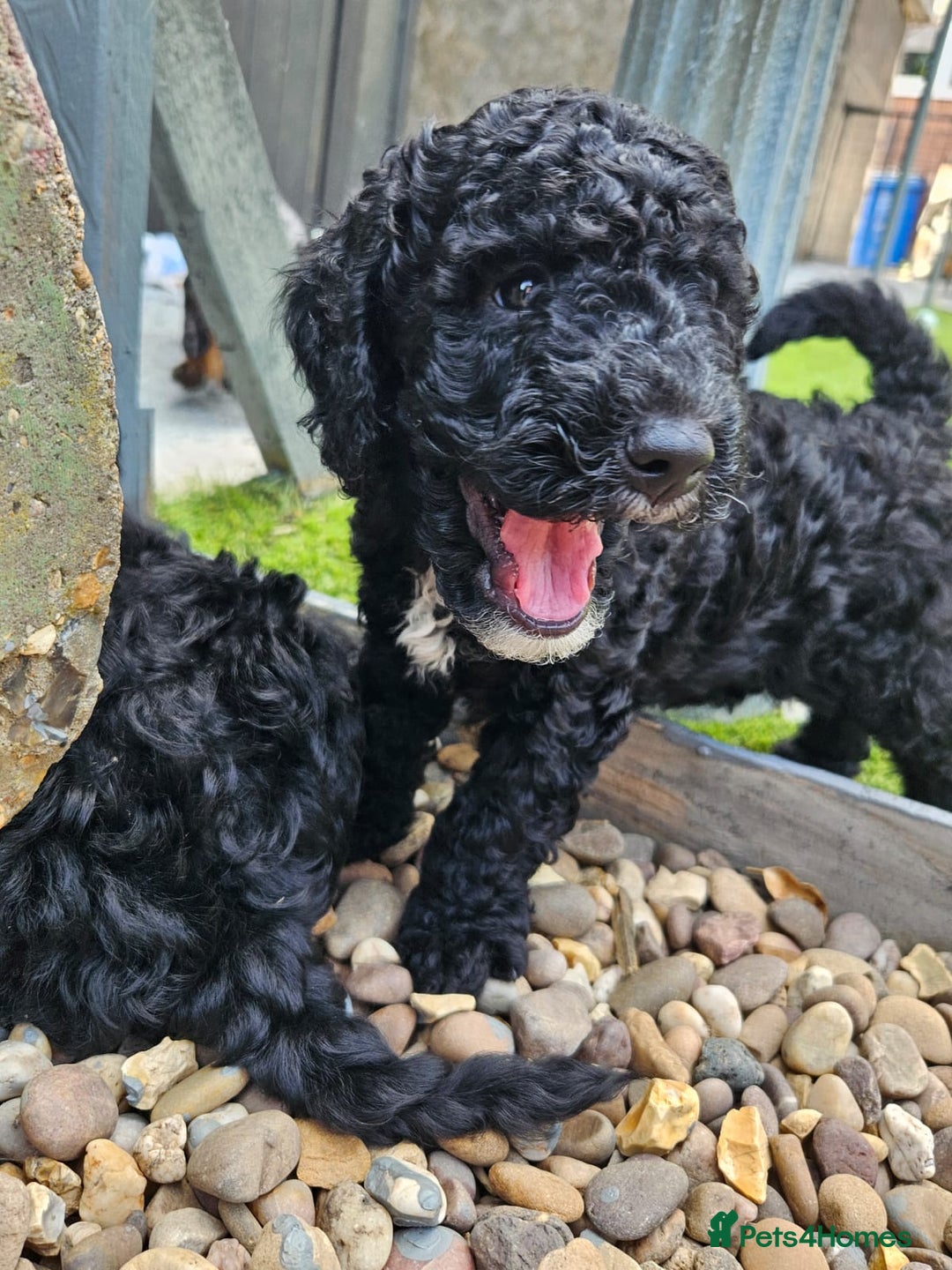 Cockapoo dogs for sale: Cockapoo boys  - Image 18