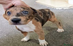 Mixed Breed dogs for sale: American BullyxDobermann Girl REDUCED this weekend - Image 2