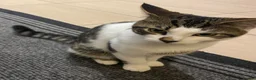 American Shorthair cats for sale: Milo kitten - Advert 2