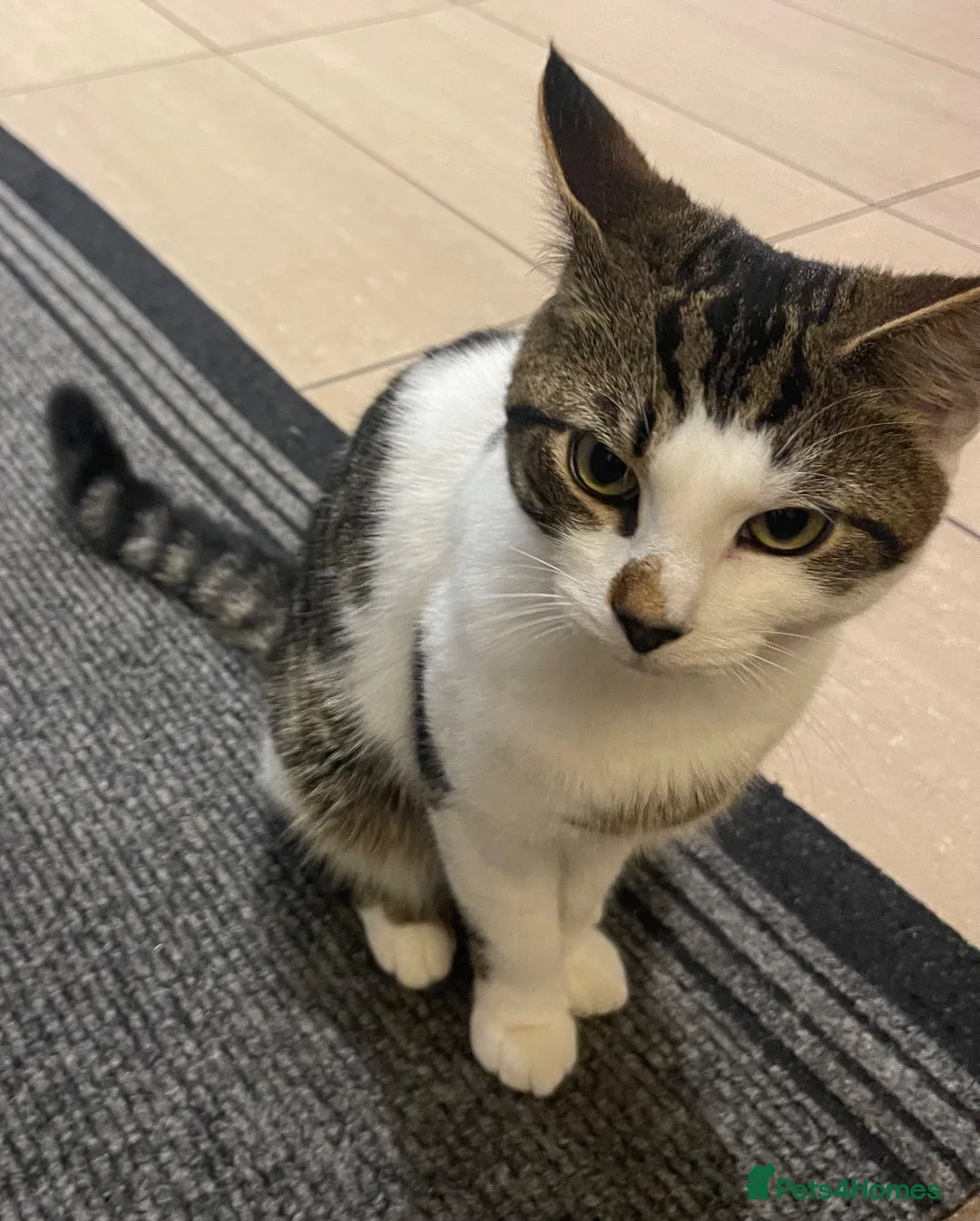 American Shorthair cats for sale: Milo kitten - Advert 2
