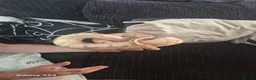 Python Snake reptiles for sale: Complete 4ft Vivexotic Stack & 4 Ball Pythons. in Chatham - Advert 3
