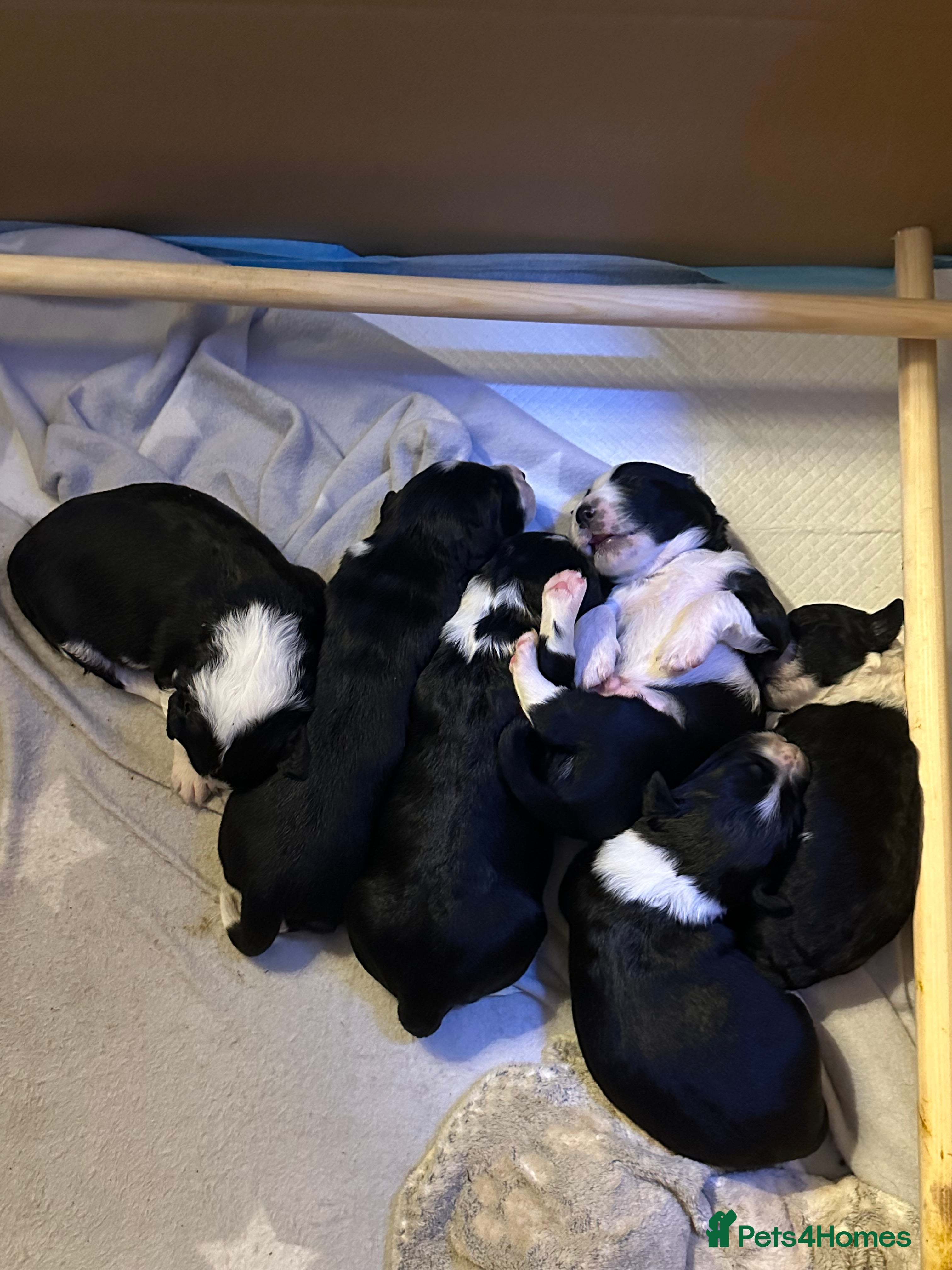 Mixed Breed dogs Collie x Cockapoo Puppies 🖤 in Bridgwater - Advert 1