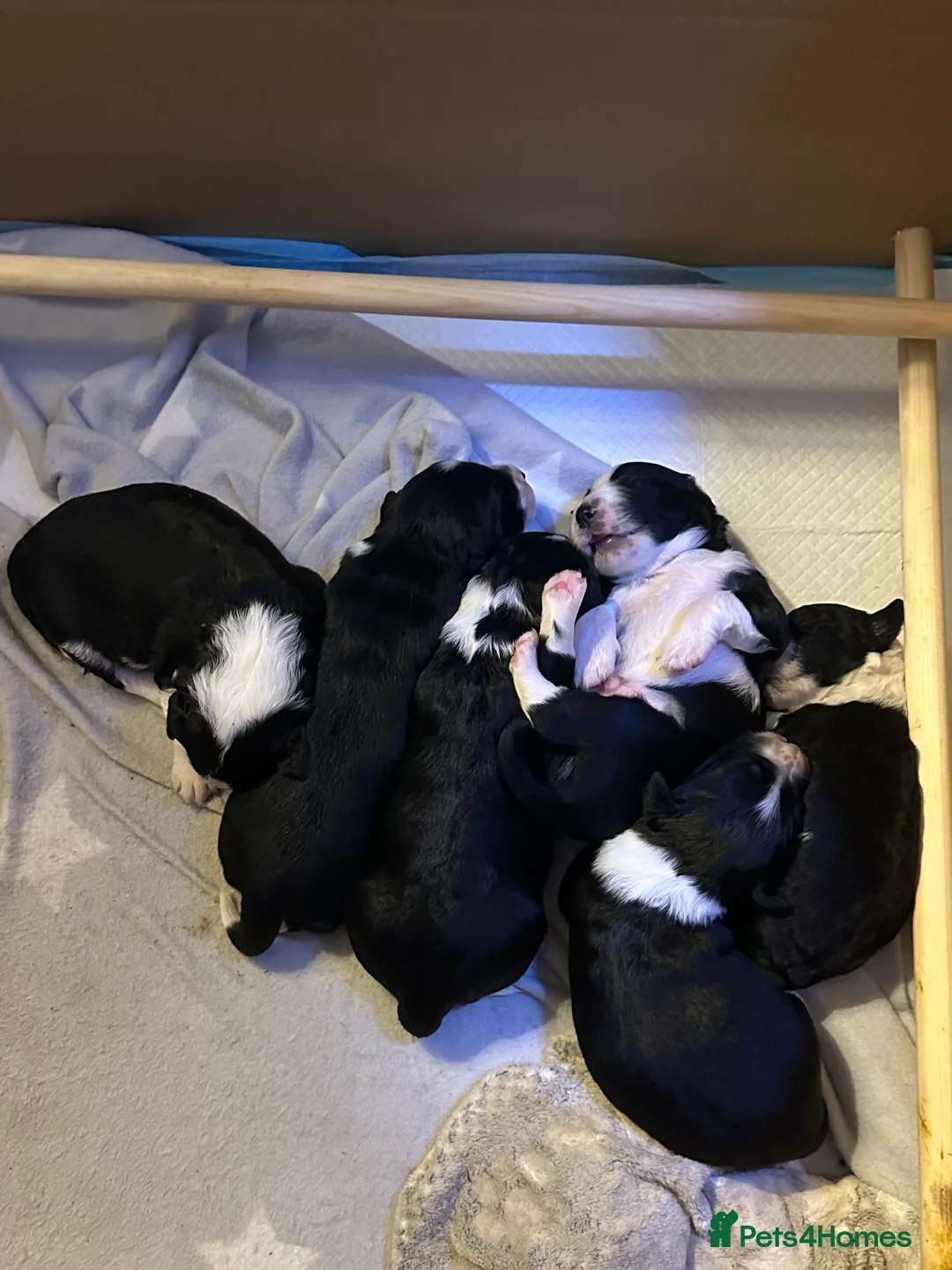 Mixed Breed dogs for sale: Collie x Cockapoo Puppies 🖤 - Advert 1